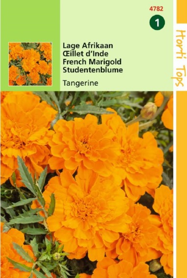 African Marigold Tangerine (Tagetes patula) 350 seeds HT